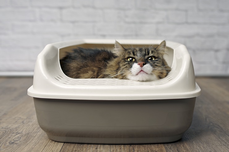 トイレの中の猫.jpg