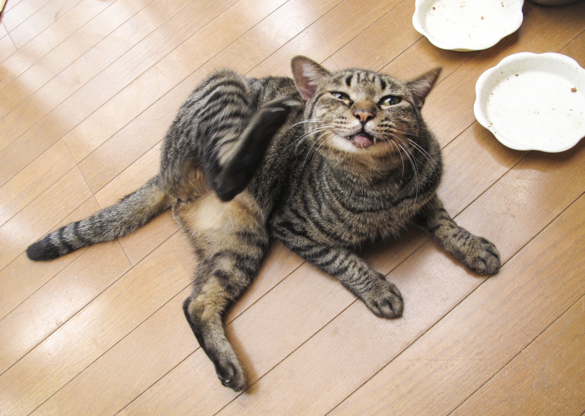 痒そうな猫２.jpg