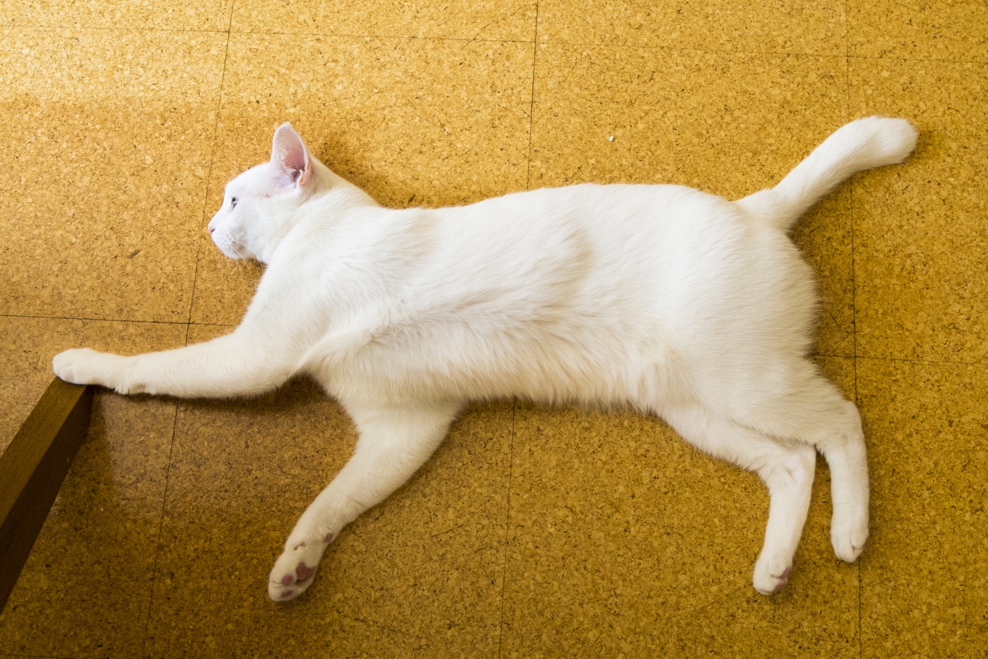 ブログ｜【犬猫の往診専門】東京のわんにゃん保健室/犬猫の腎不全 