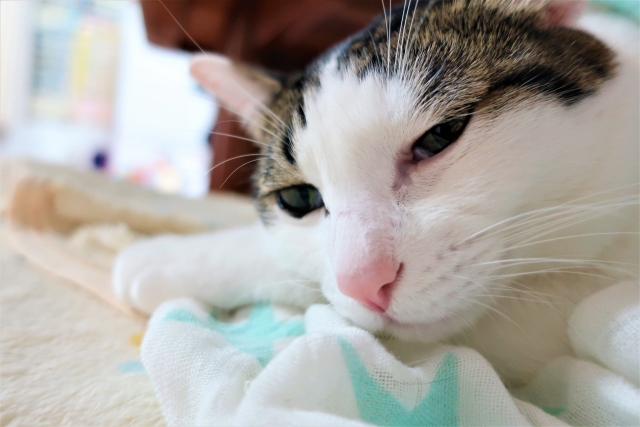 ブログ｜【ペット往診】東京のわんにゃん保健室/動物病院 ペット往診 