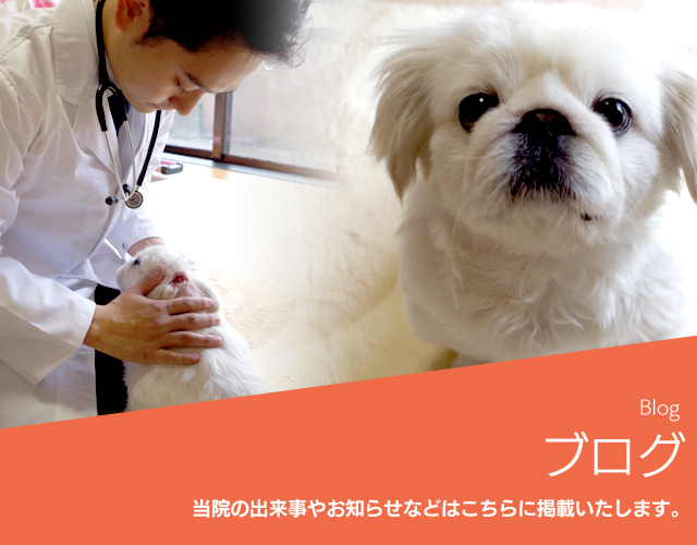 ブログ｜【犬猫の往診専門】東京のわんにゃん保健室/犬猫の腎不全 