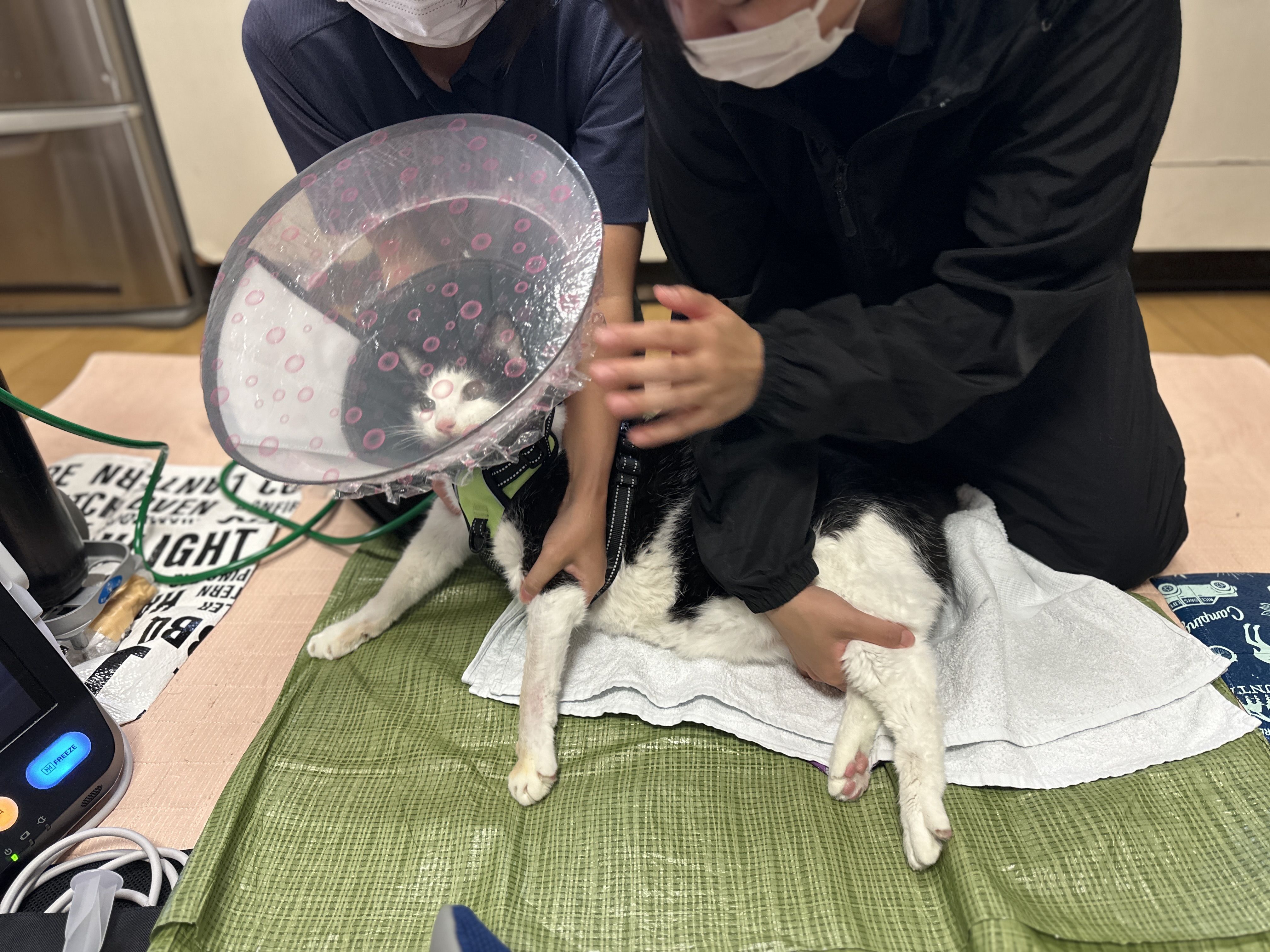 ブログ｜【犬猫の往診専門】東京のわんにゃん保健室/犬猫の腎
