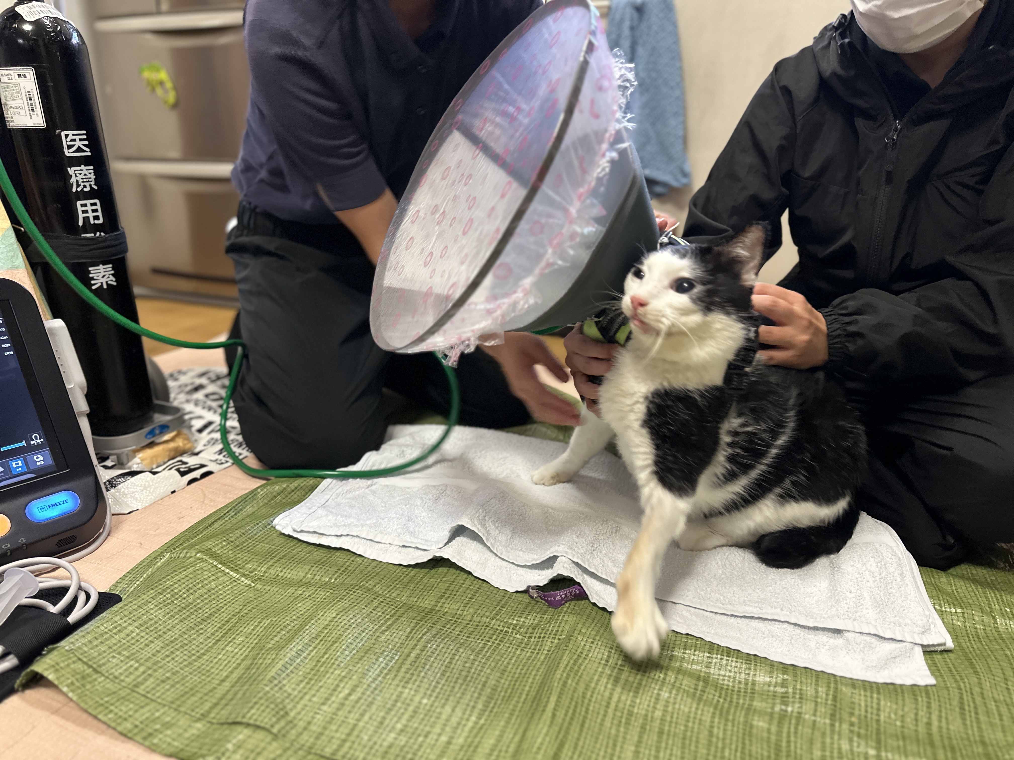 ブログ｜【犬猫の往診専門】東京のわんにゃん保健室/犬猫の腎不全